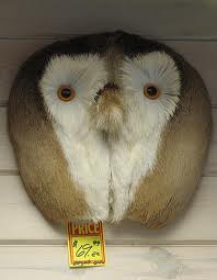 Owl?