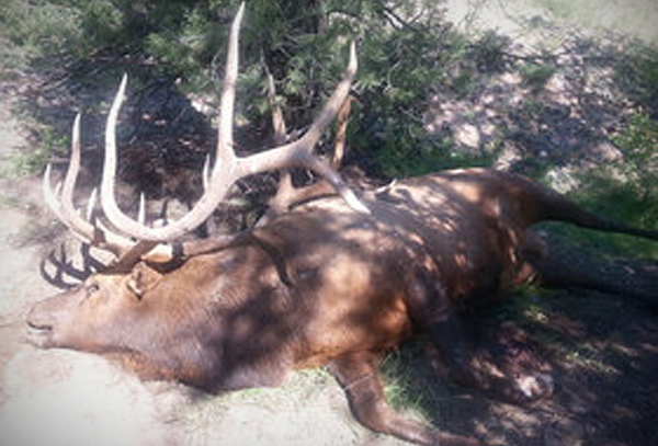 NM Poached Elk