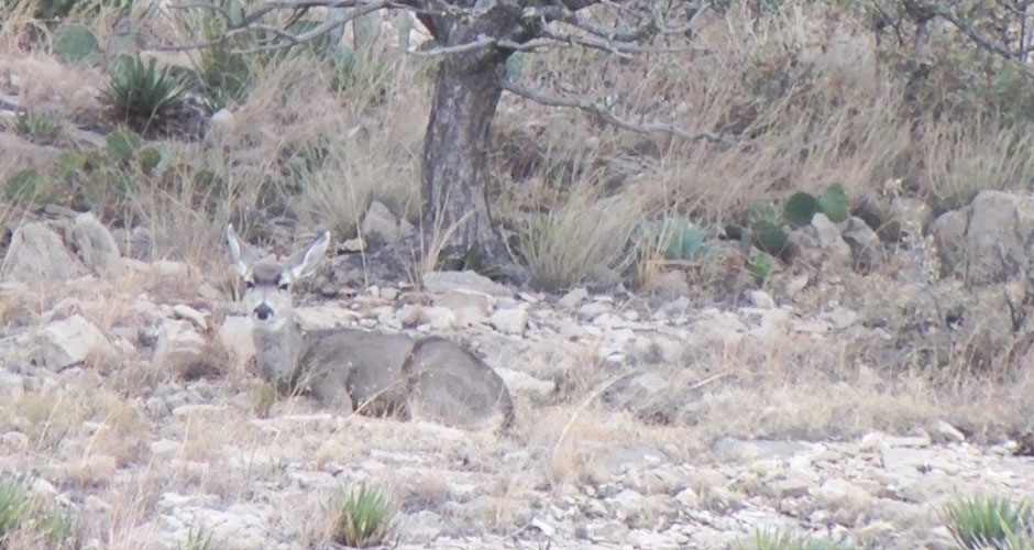 Mule Deer Through a Vortex Diamondback Spotting Scope