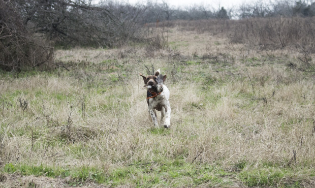 Tweed Hunt