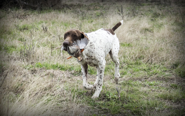 Tweed Hunt