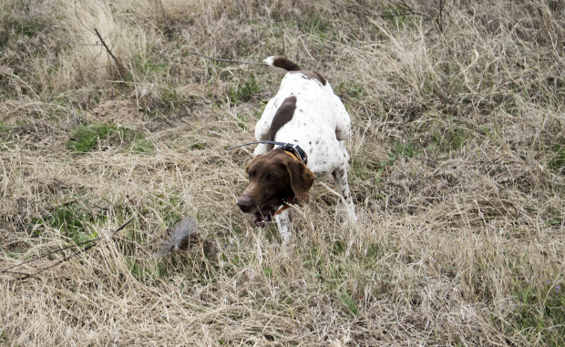 Tweed Hunt