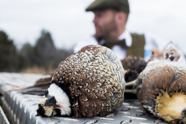 Tweed Hunt