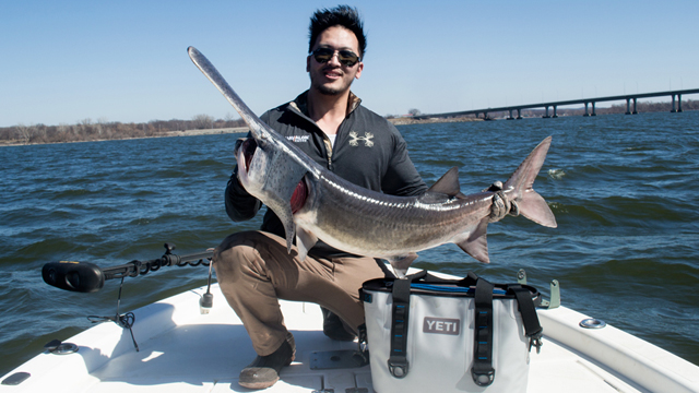 Paddlefish7