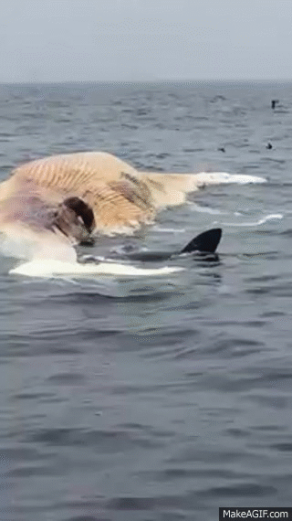 12_foot_Great_White_feeding_on_whale