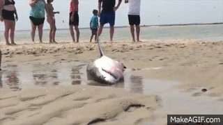 GREAT_WHITE_SHARK_BEACHES_IN_CAPE_COD_Amazing_Footage