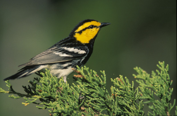 GoldenCheekedWarbler_CreativeCommons